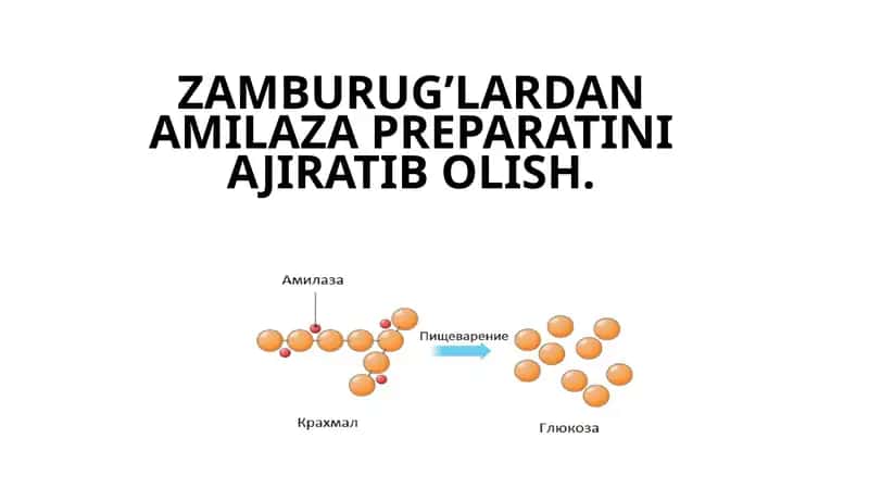 Amilaza preparati 1