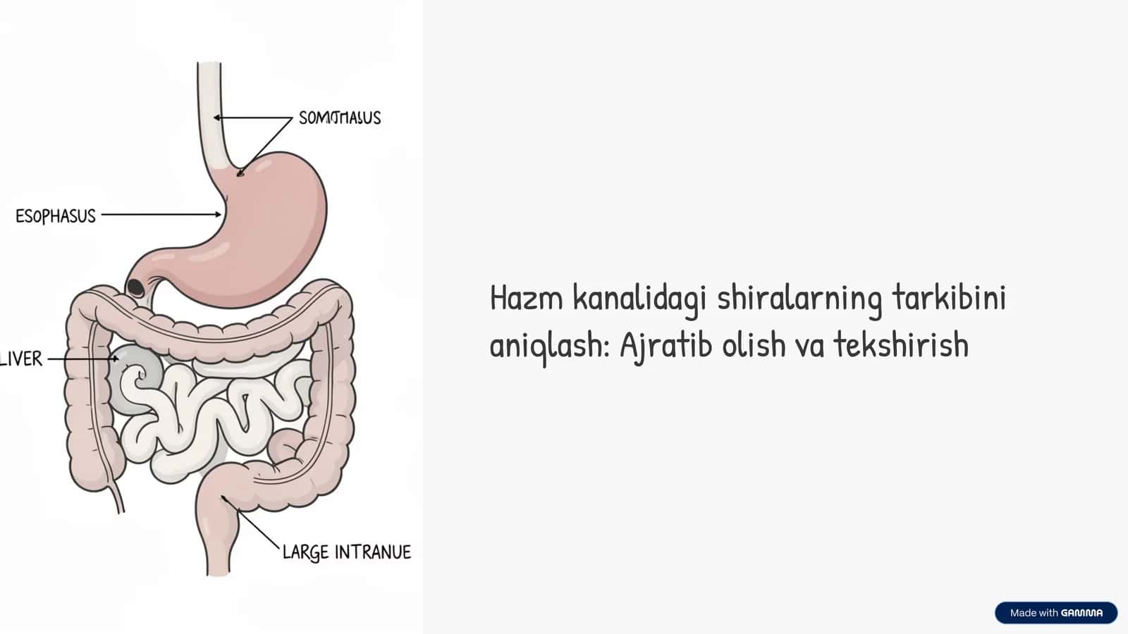 Hazm tizimi shiralari 1
