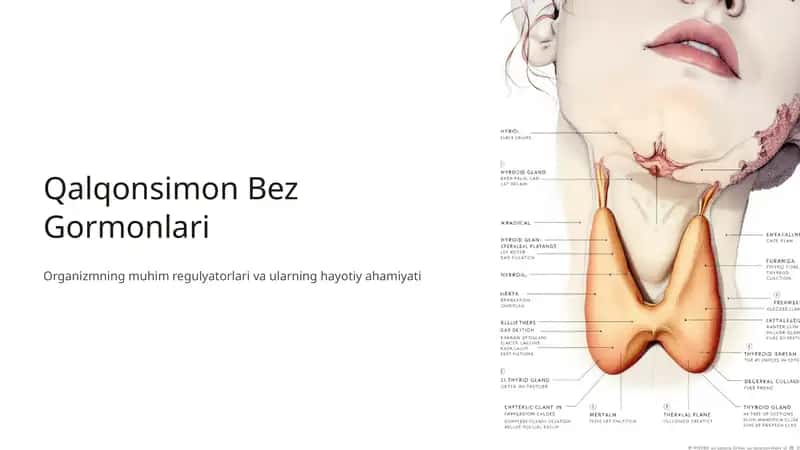 Qalqonsimon Bez Gormonlari 1