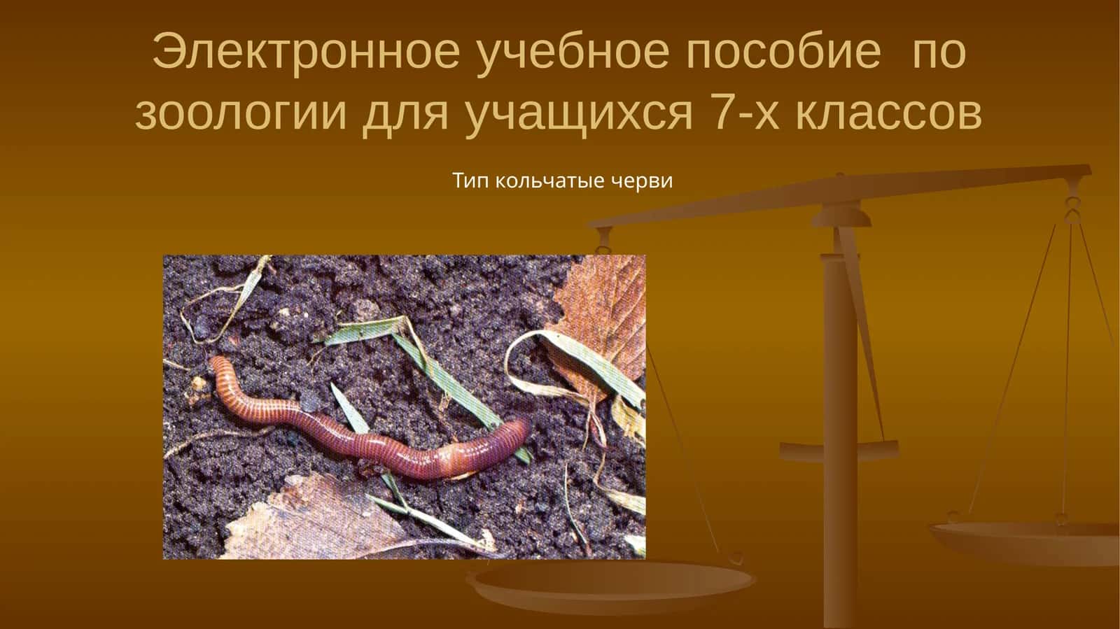 Тип кольчатые черви 1