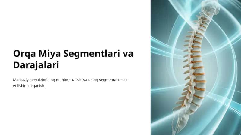 Orqa Miya Segmentlari va Darajalari 1