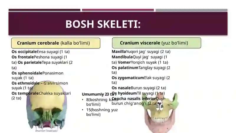 Boshning miya bolimi suyaklari:ensa peshona g'alvirsimon ponasimon dimog' suyaklari