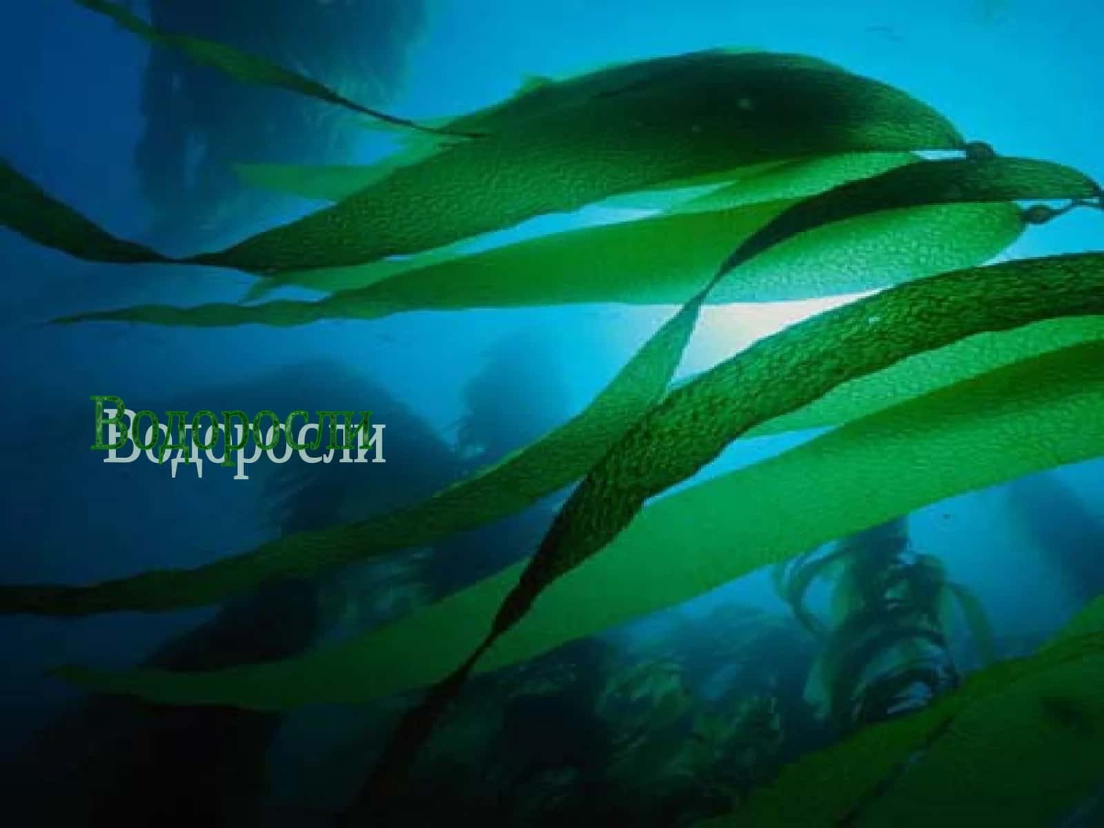 Водоросли 1
