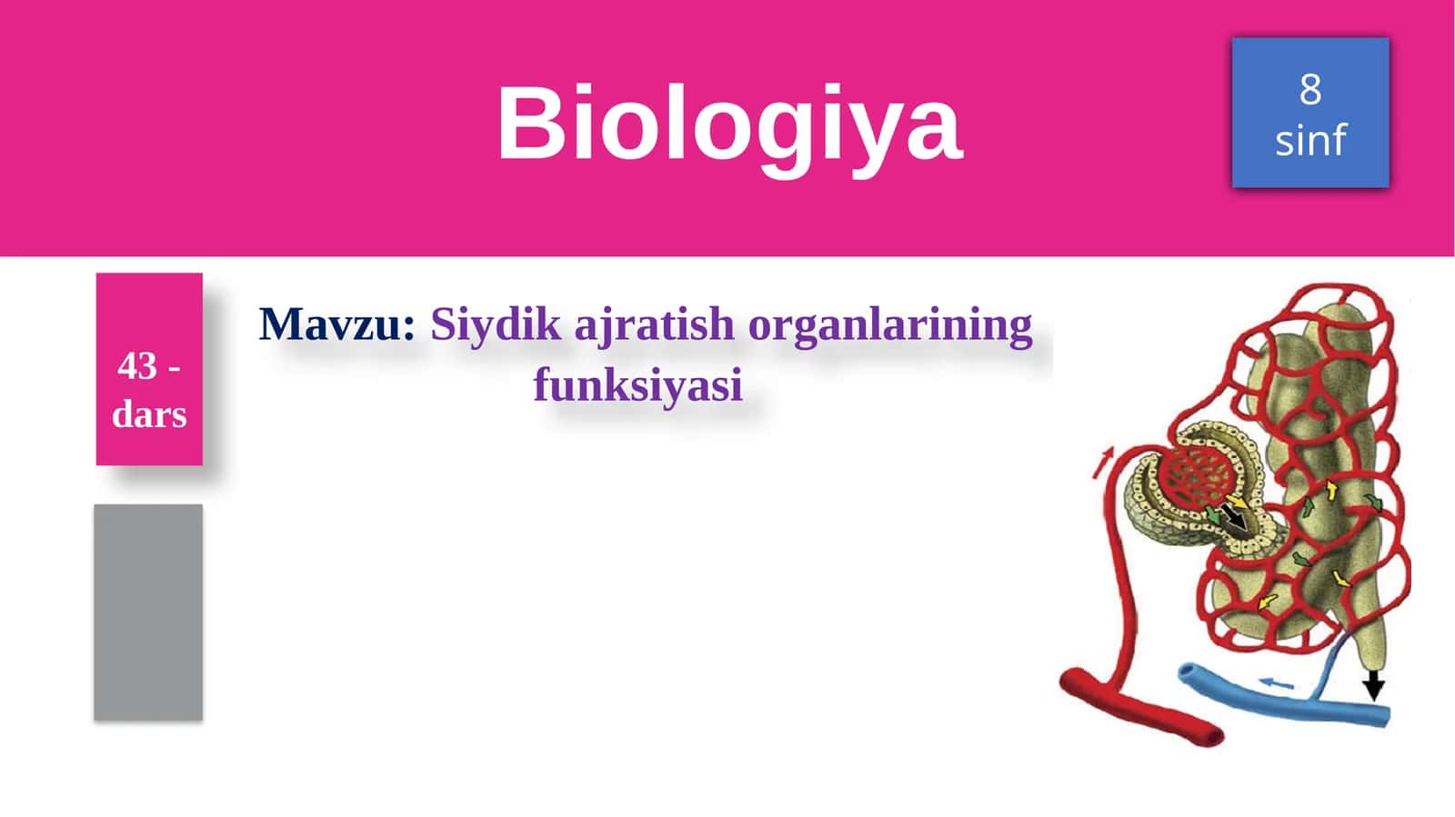 Siydikajratish organlarining funksiyasi 1