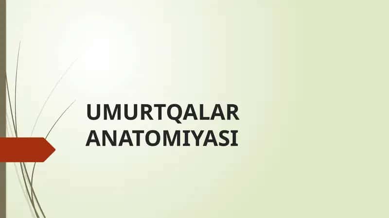 Umurtqa anatomiyasi 1