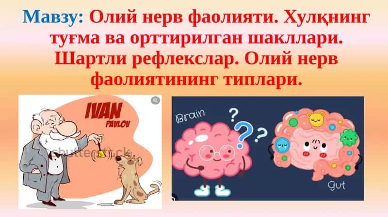 Олий нерв фаолияти. Хулқнинг туғма ва орттирилган шакллари. 1