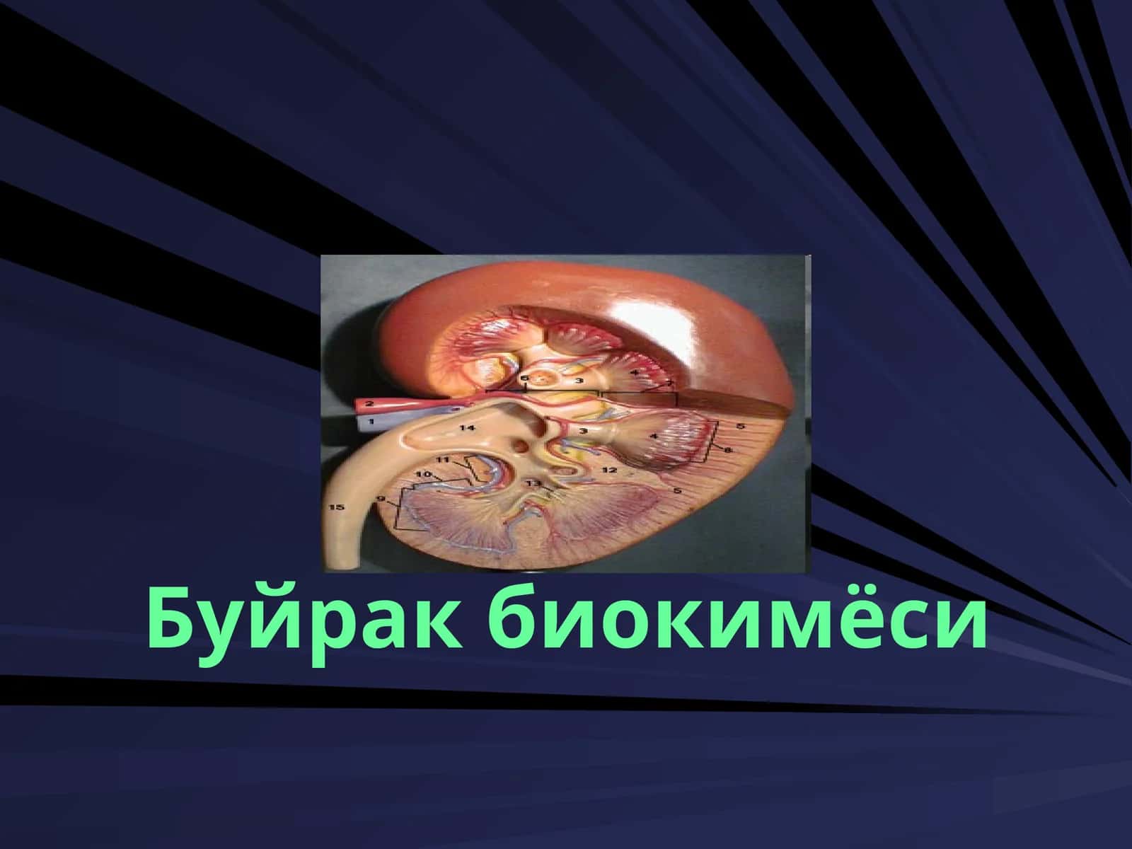 Буйрак биокимёси 1