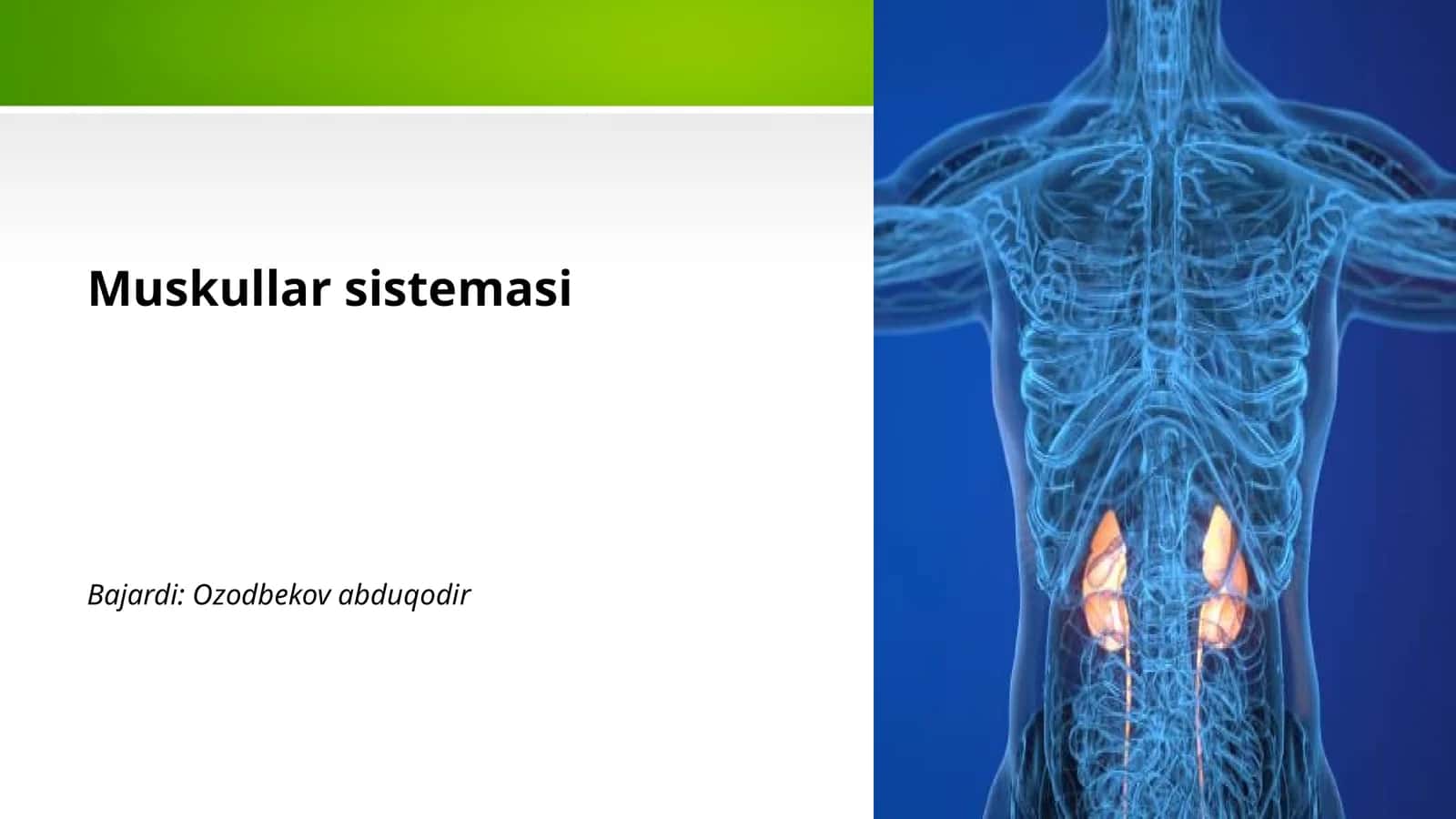 Muskullar sistemasi 1