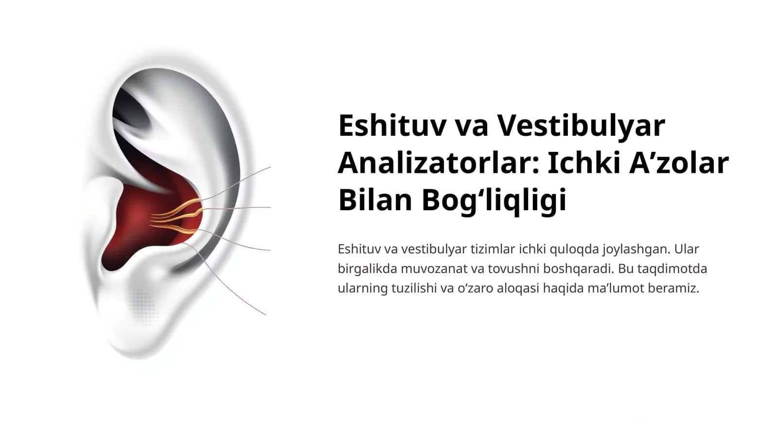 Eshituv va Vestibulyar Analizatorlar: Ichki Aʼzolar Bilan Bogʻliqligi 1