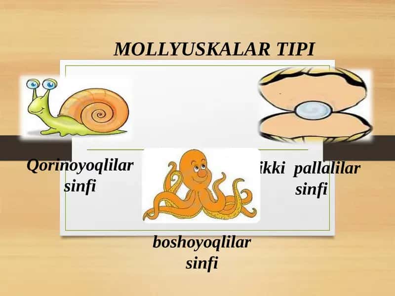 MOLLYUSKALAR TIPI 1