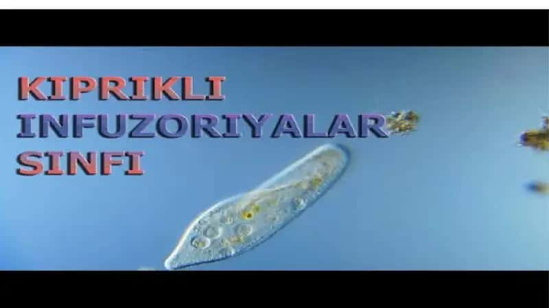 KIPRIKLI INFUZORIYALAR SINFI 1