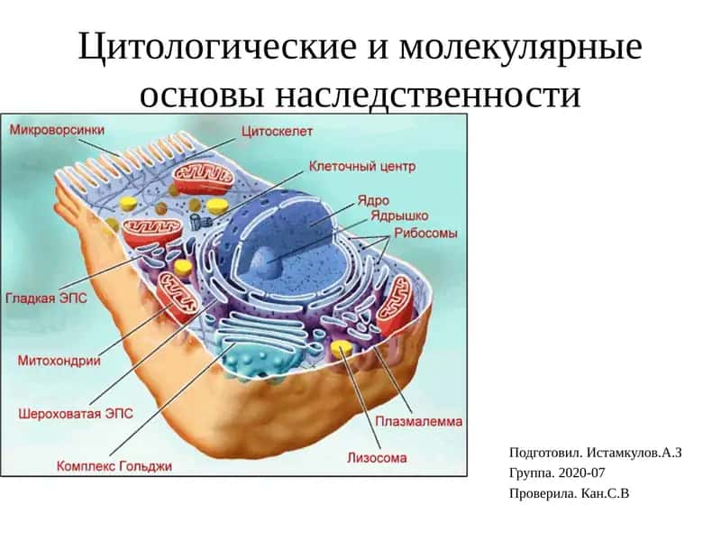 Цитология ва наследственность 1