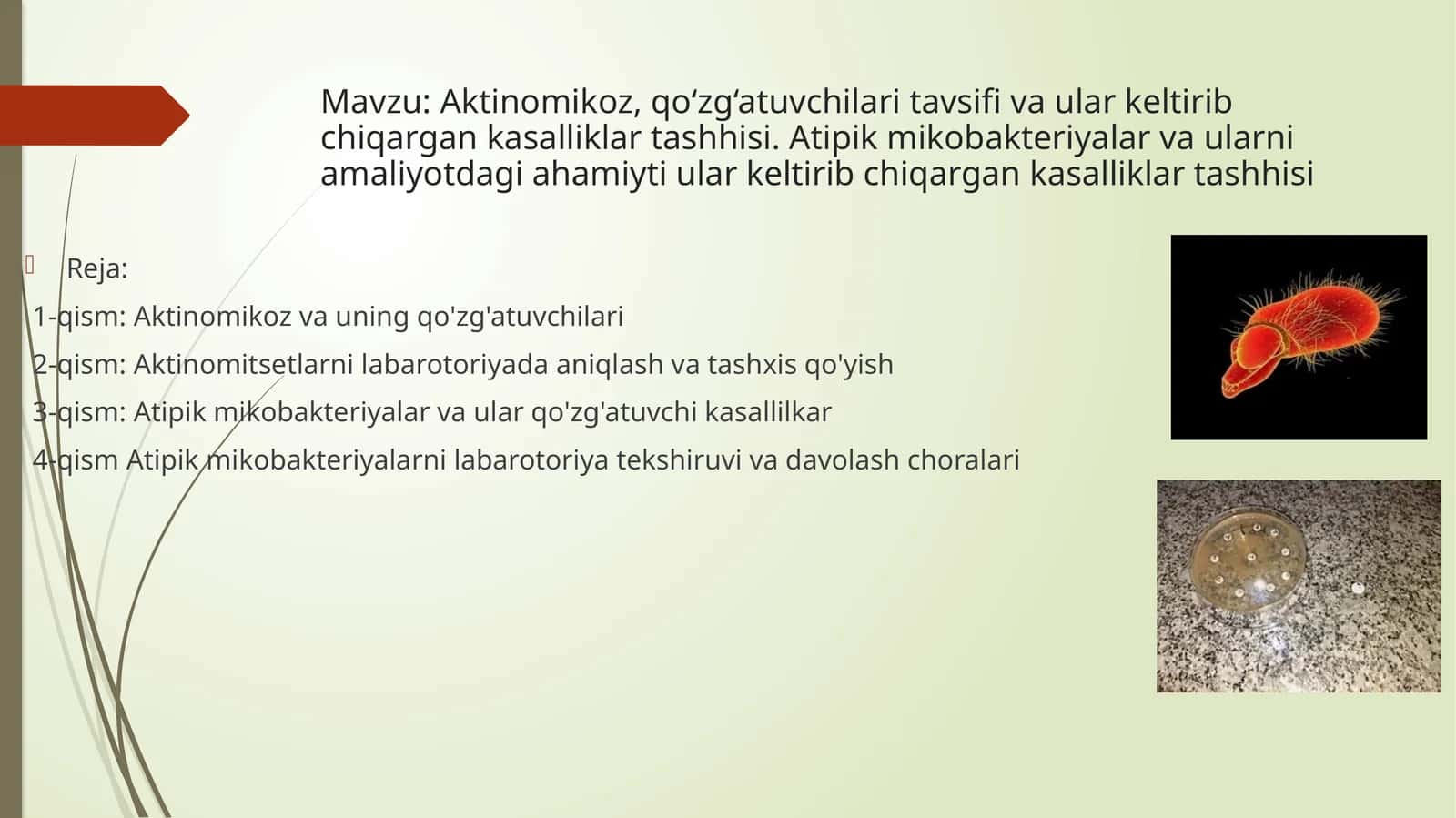 Aktinomikoz va qo‘zg‘atuvchilari 1