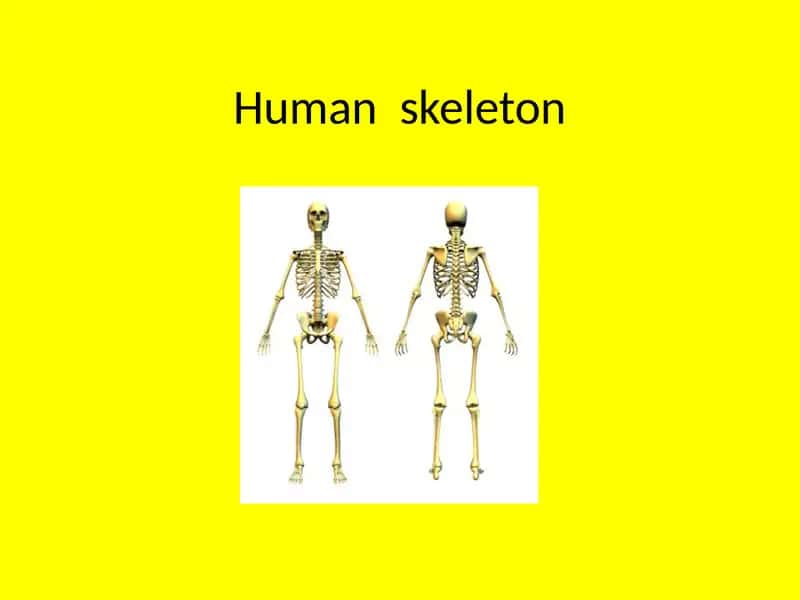 Humanskeleton 1