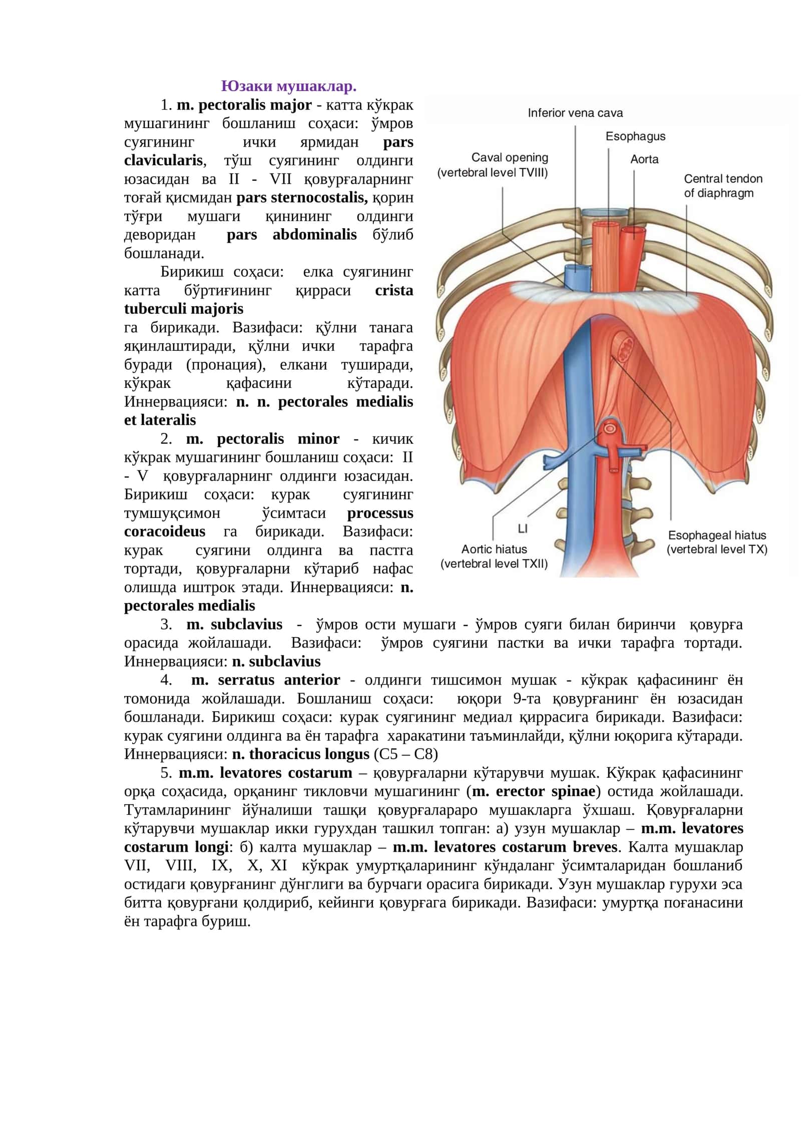 m. pectoralis major 1