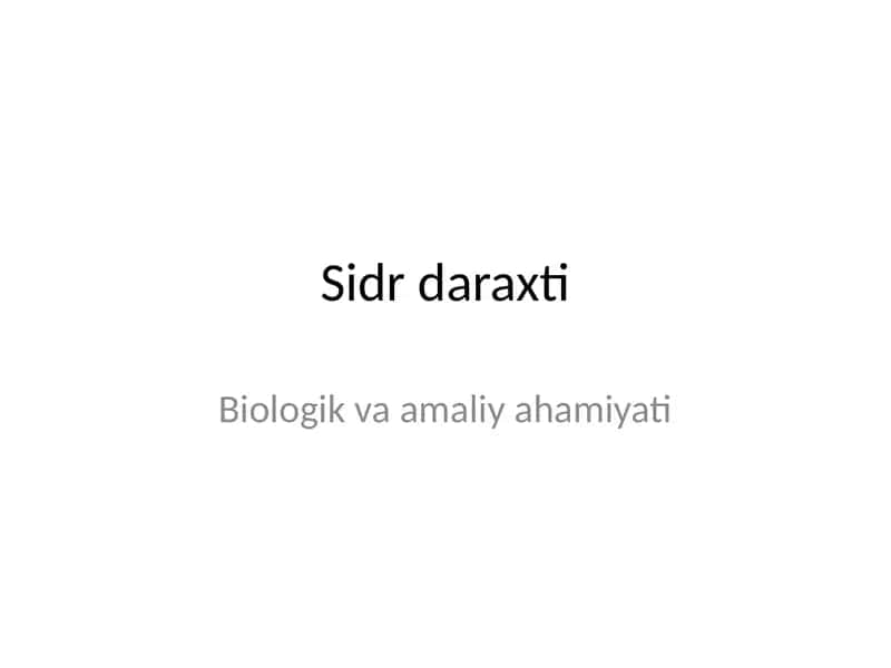 Sidr daraxti 1
