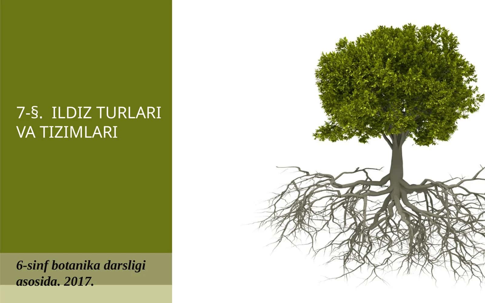 6-sinf Botanika Ildiz turlari va tizimlari 1