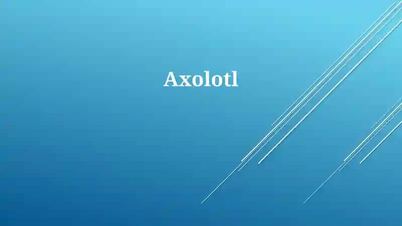 Axolotl