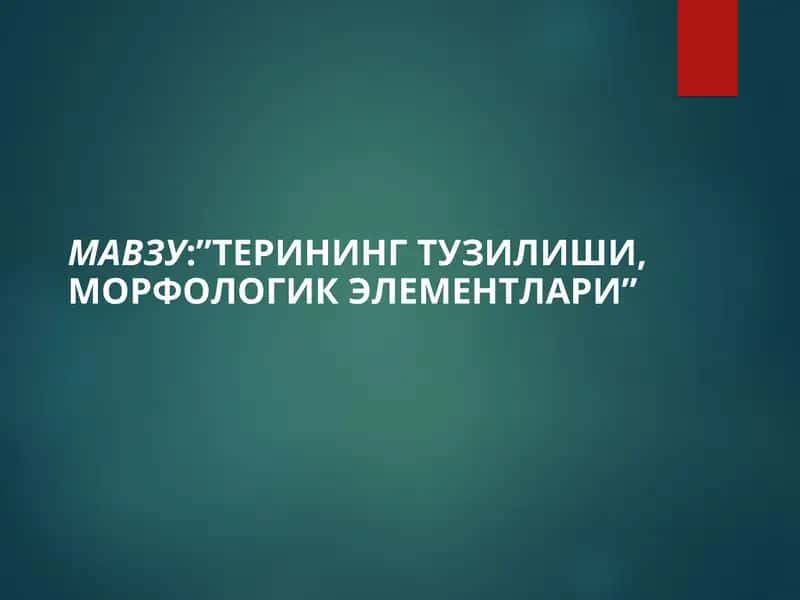 Терининг тузилиши, морфологик элементлари 1