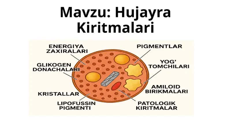 Hujayra Kiritmalari 1