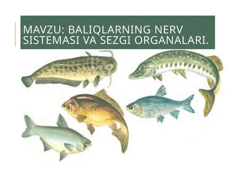 Baliqlarning nerv sistemasi va sezgi organlari 1