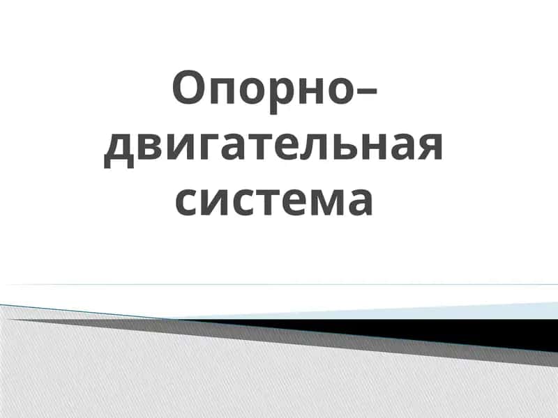 Опорно–двигательная система 1