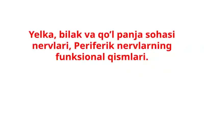 Yelka, bilak va qo’l panja sohasi nervlari, Periferik nervlarning funksional qismlari.