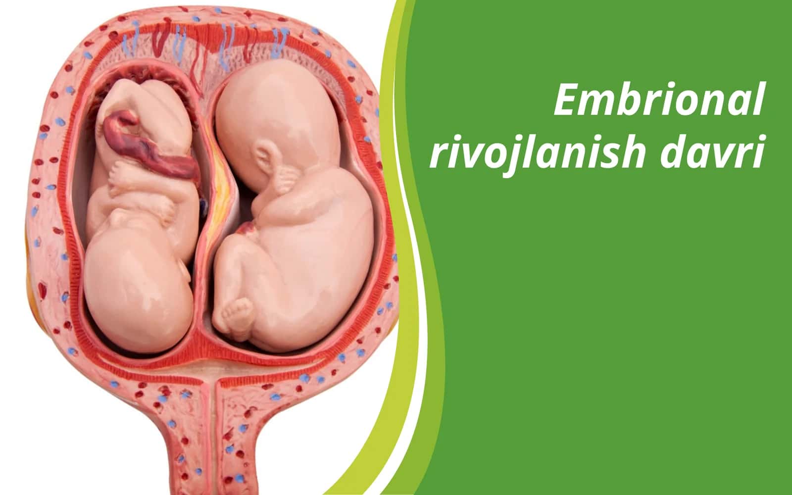 Embrional rivojlanish davri 1