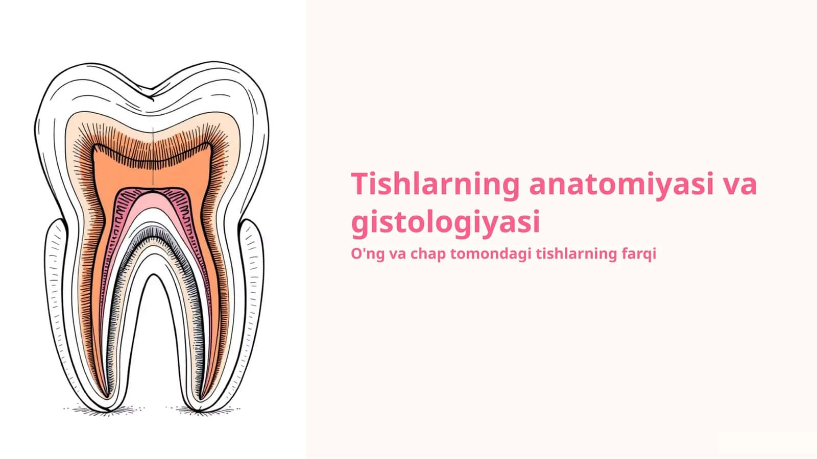 Tishlarning anatomiyasi va gistologiyasi 1