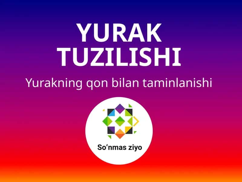 Yurak tuzilishi 1