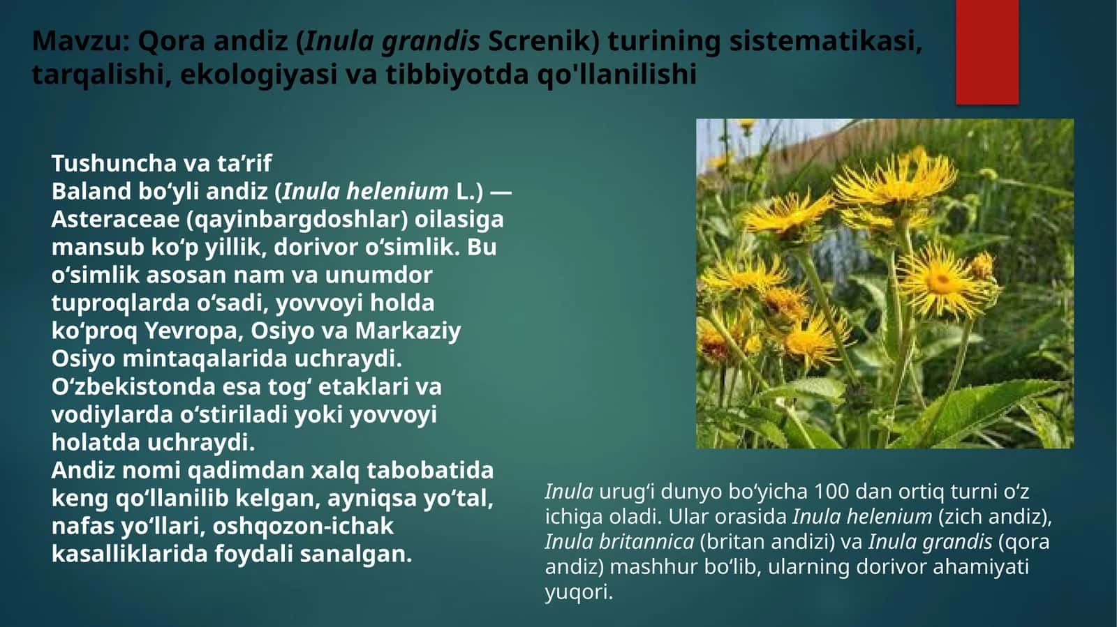 Qoraandiz (Inula grandis Screnik) 1