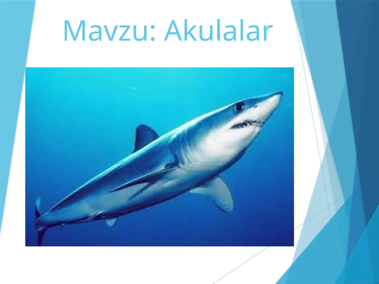 Akulalar 1