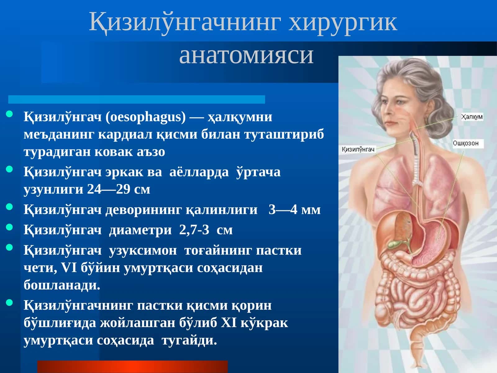 Қизил ўнгачнинг хирургик анатомияси 1