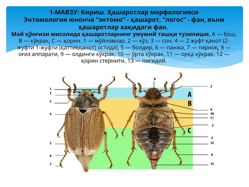 Ҳашаротлар морфологияси 1