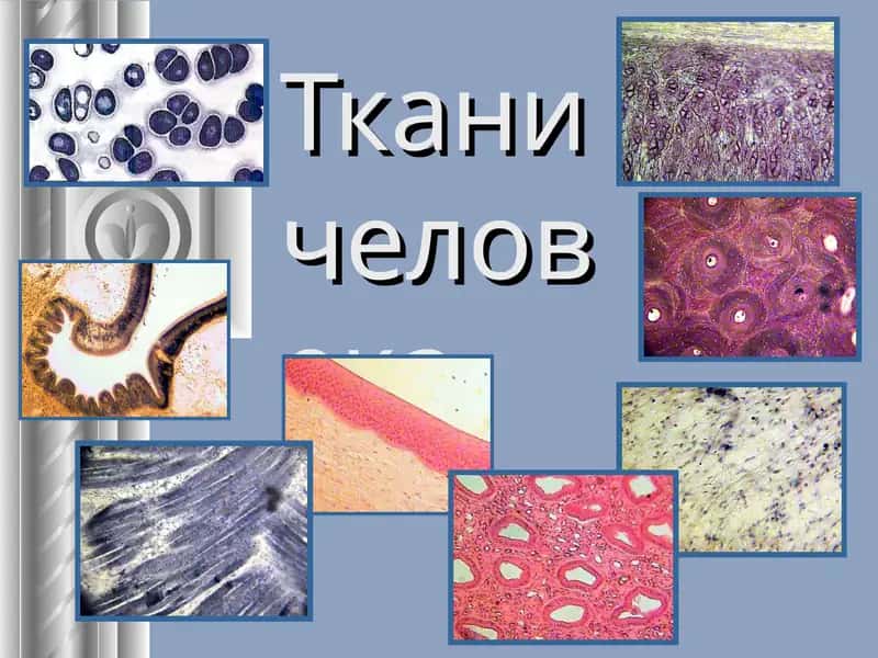 Тканичеловека, ЭРИТРОЦИТ, Нейрон 1