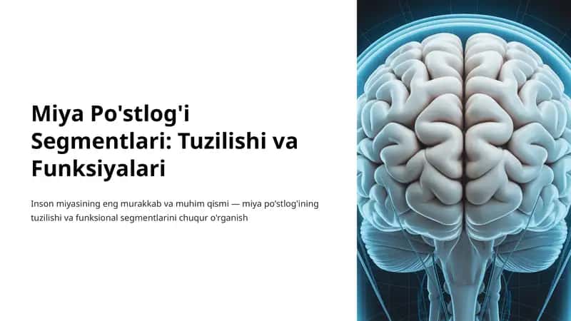 Miya Po'stlog'i Segmentlari: Tuzilishi va Funksiyalari 1