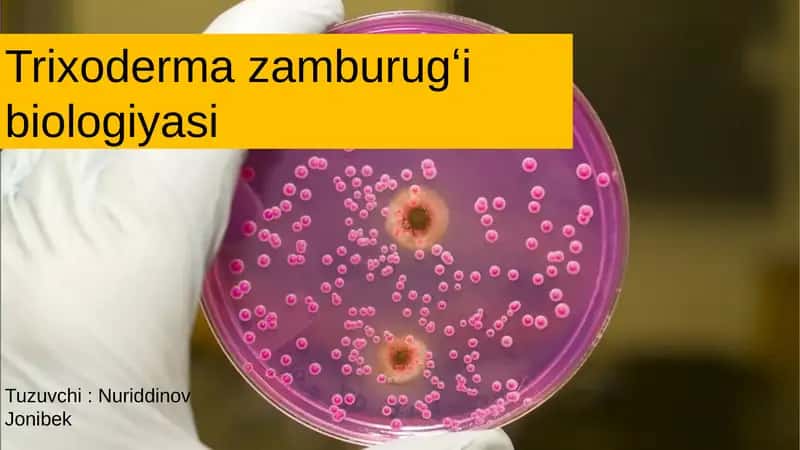 Trixodermazamburugʻibiologiyasi 1