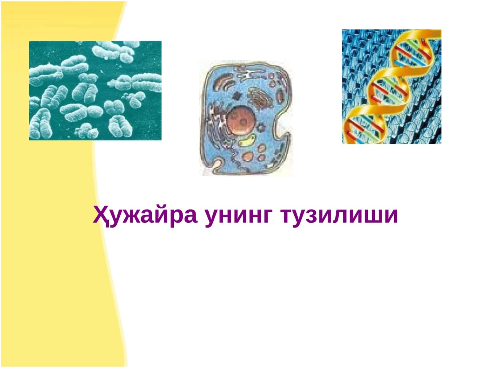 Ҳужайра унинг тузилиши 1