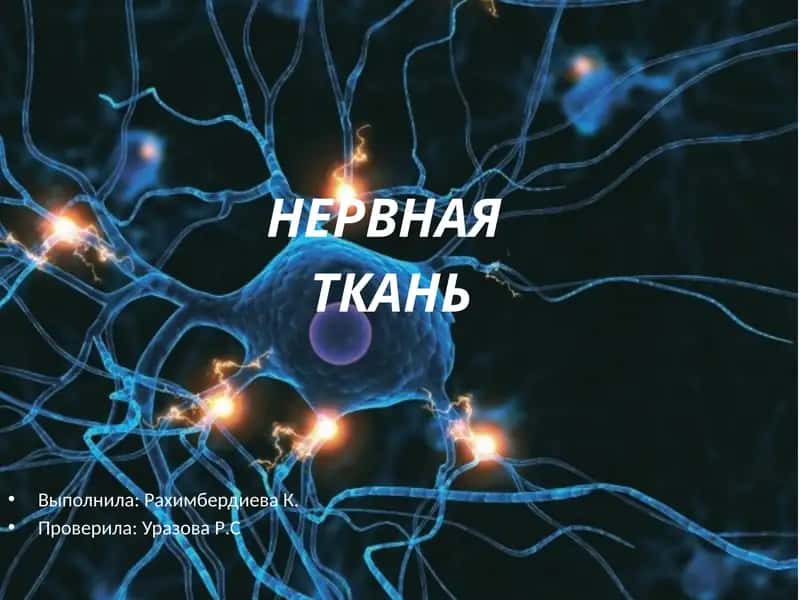 Нервная ткань 1