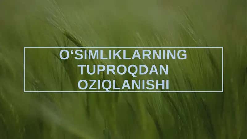 Oʻsimliklarning tuproqdan oziqlanishi 1