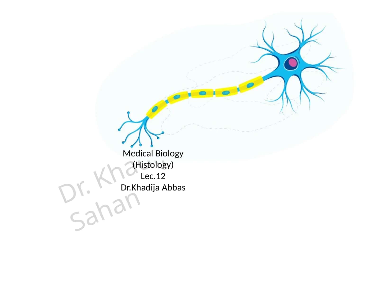 Medical Biology (Histology)Lec.12 1
