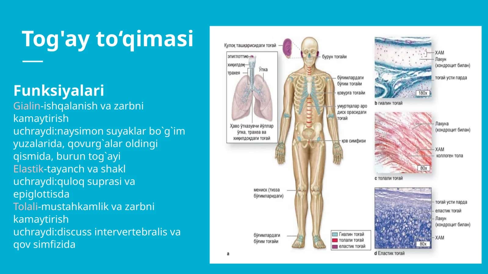Skelet to'qimasi. Tog'ay to'qimasi 1