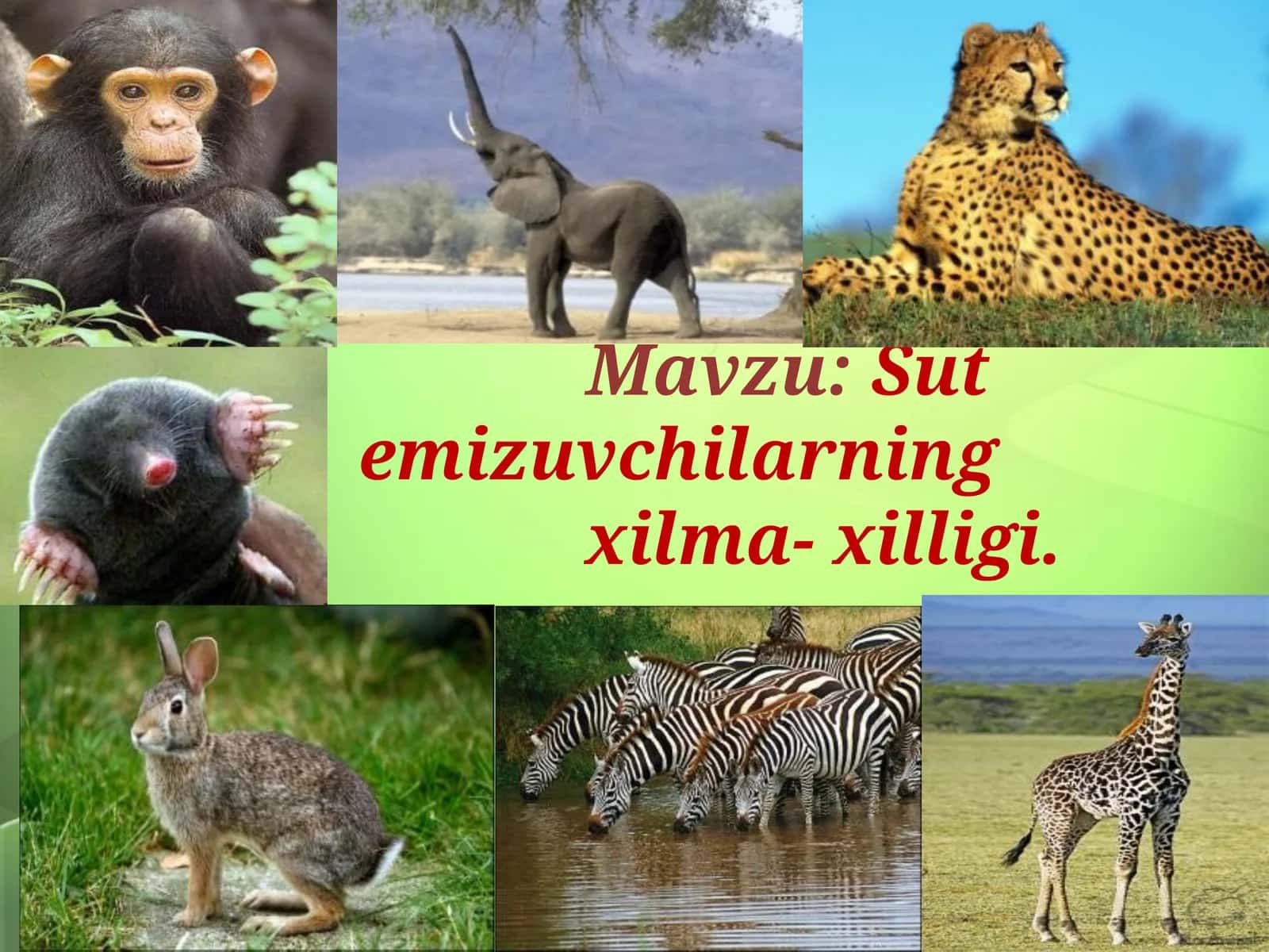 Sutemizuvchilarningxilma-xilligi 1