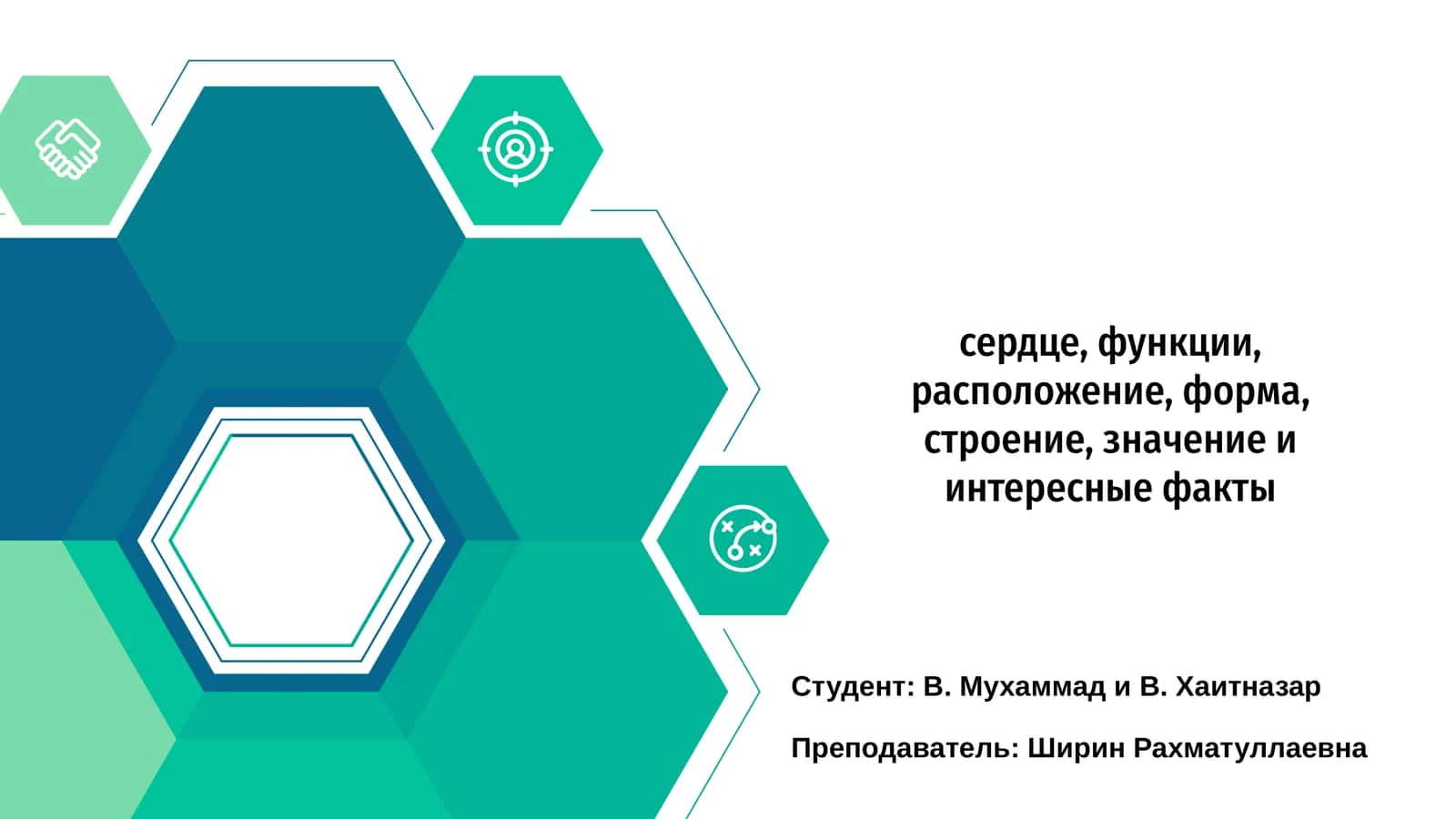 Функции и строение сердца 1