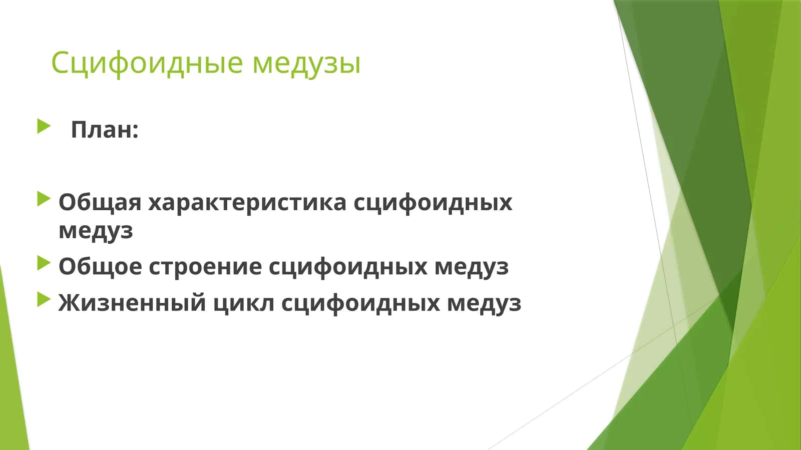 Сцифоидные медузы 1
