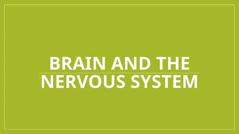 Brain and the Nervous System 1