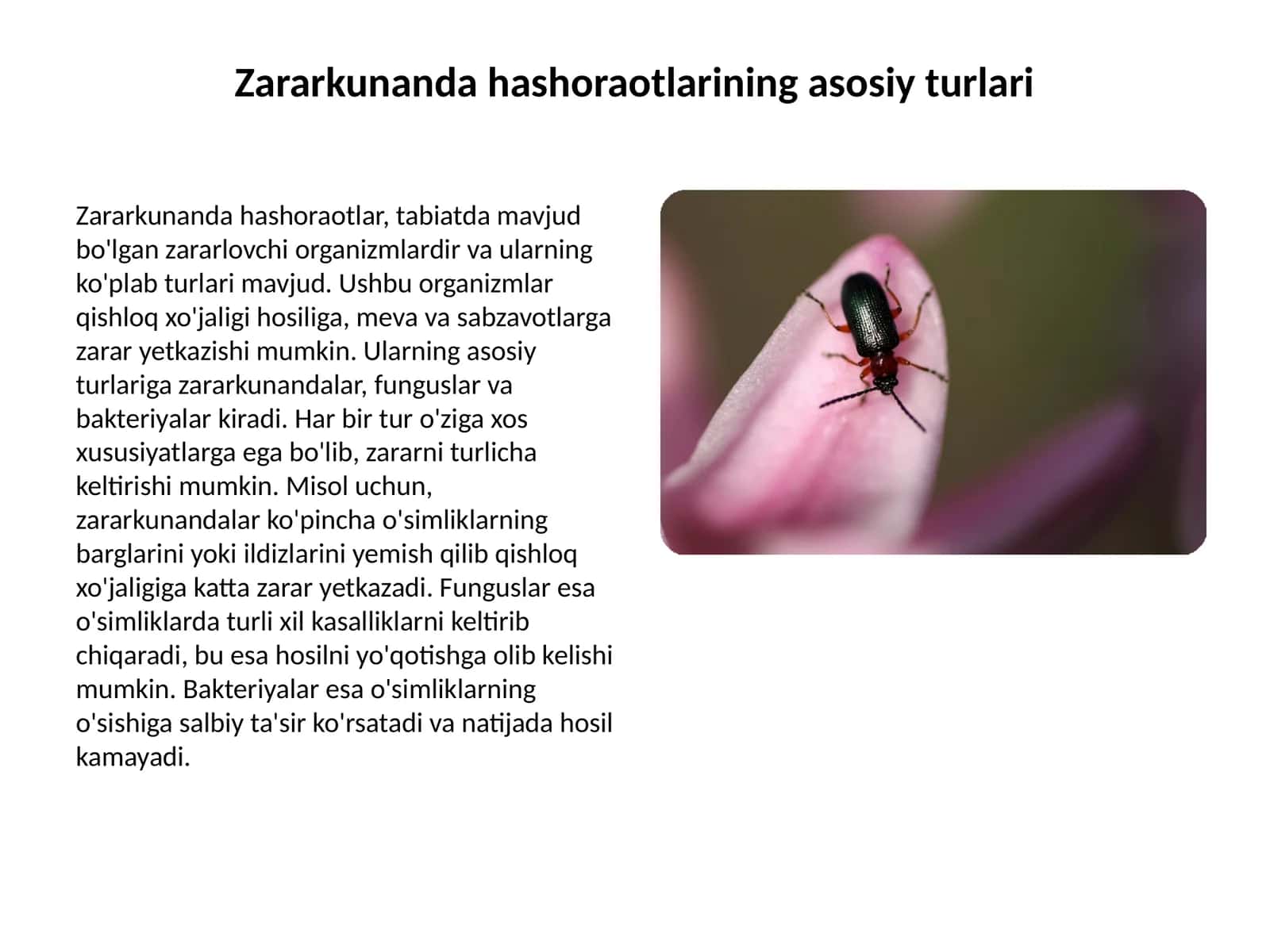 Zararkunanda hashoraotlarining asosiy turlari 1