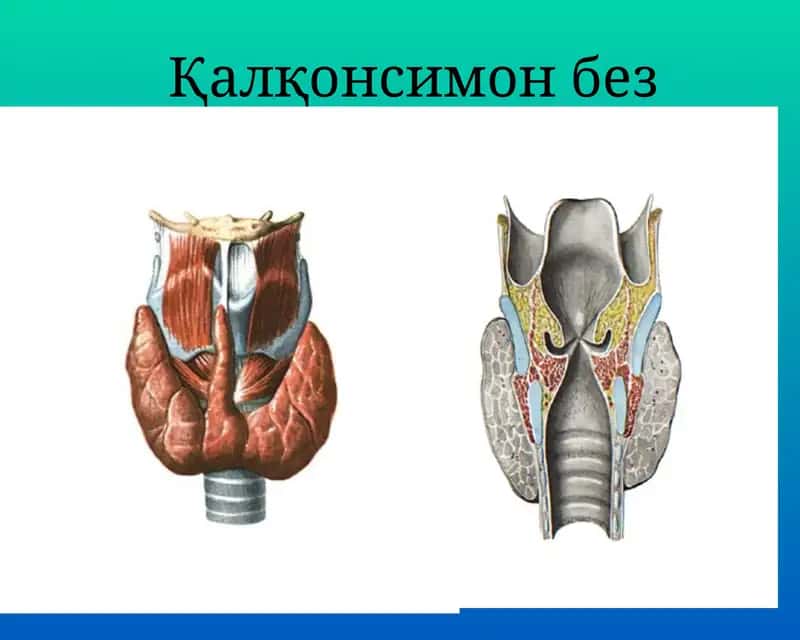 Тиреоид гормонлар 1