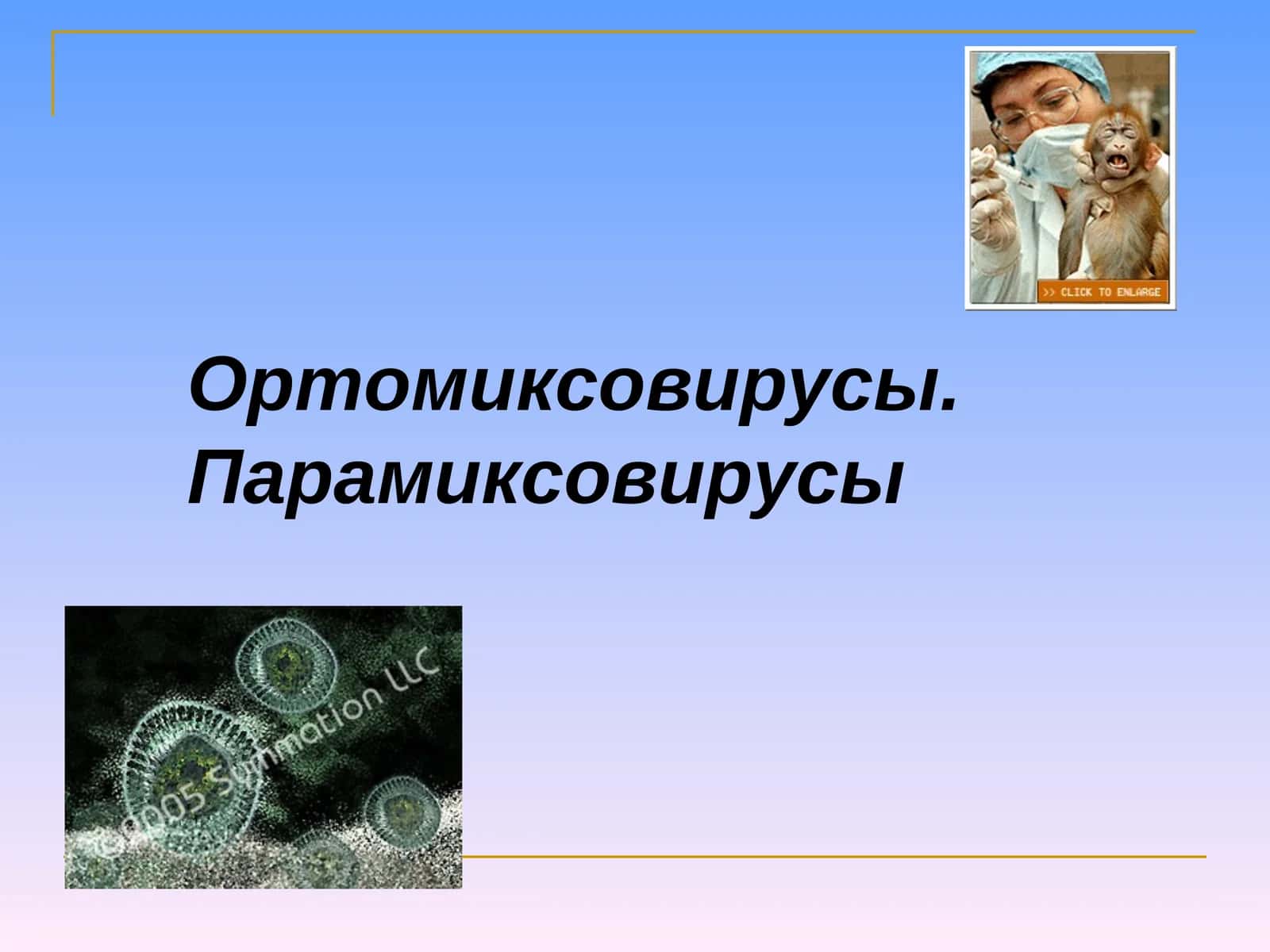 Ортомиксовирусы. Парамиксовирусы 1