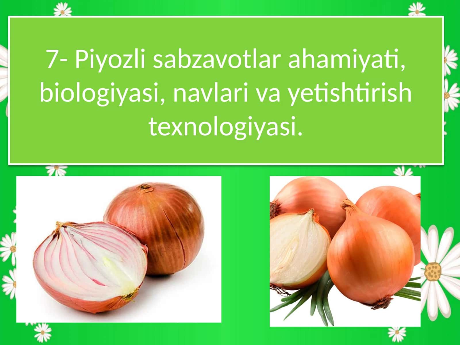 Piyozli sabzavotlar ahamiyati, biologiyasi, navlari va yetishtirish texnologiyasi 1